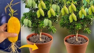 100% Successful Technique How To Grow Mango Tree From Mango Fruit To Get A Lot of Mango Fruits