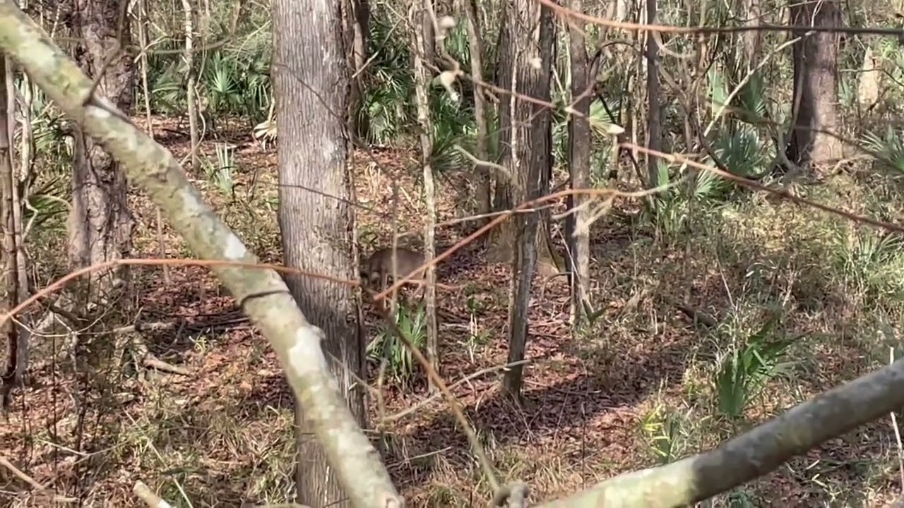 big-shooter-buck-spotted-january-rut-in-alabama-youtube