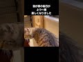 月命日に現れた野良猫が駆け抜けた猫生　#野良猫 #保護猫 #野良猫から家猫へ