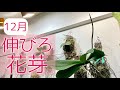 【12月の胡蝶蘭】花芽がまだ出てない人必見!