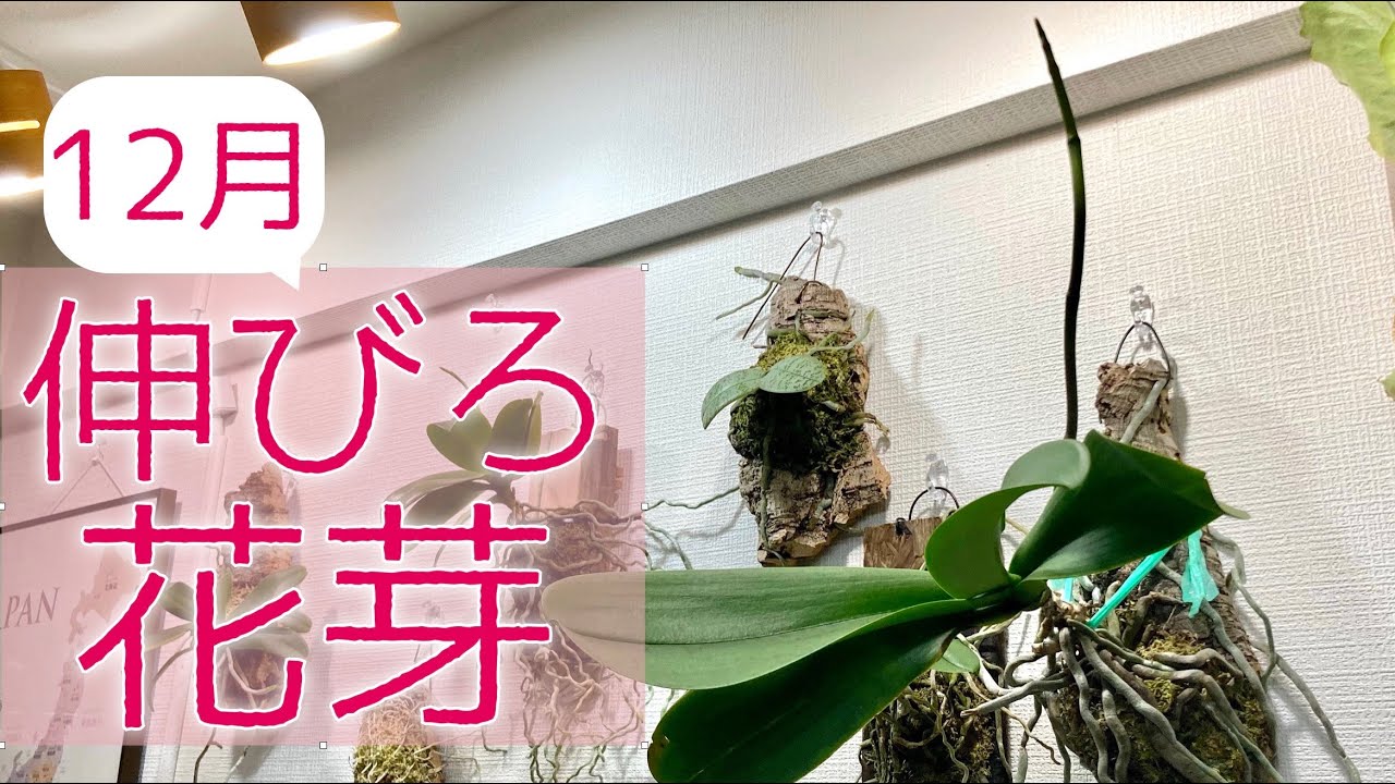 12月の胡蝶蘭 花芽がまだ出てない人必見 Youtube