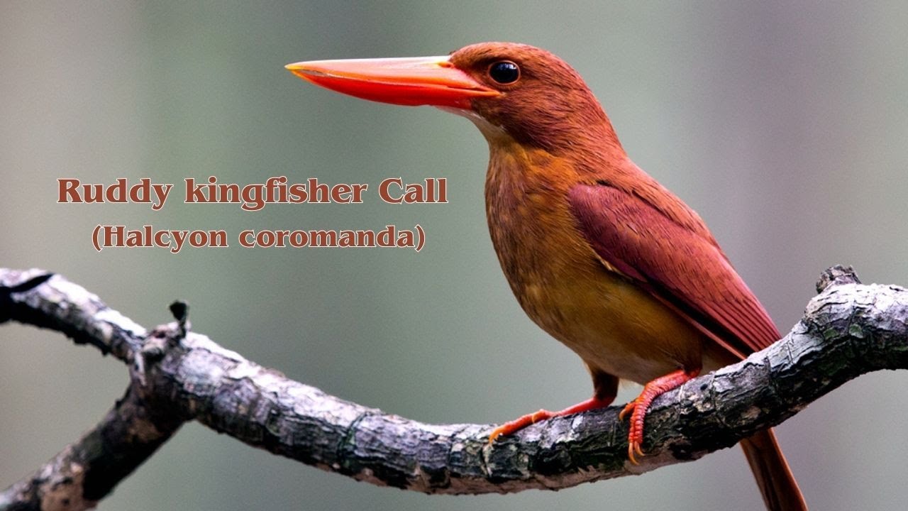 Ruddy Kingfisher Call
