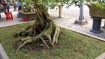 TỔNG HỢP NGUYỆT QUẾ SIÊU ĐẸP TẠI TRIỂN LÃM CÂY CẢNH NGHỆ THUẬT HOÀNG LONG 2017 PHẦN 2