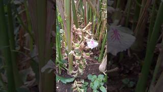 #santali #shorts #video