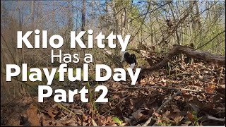 Kilo Kitty-A playful day awaits (part 2)!