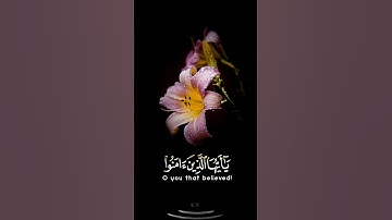 صباح الخير 💛 اجمل حالات واتس اب مقاطع قصيره 💛 قران كريم ان الله وملائكته يصلون على النبي💛 بدون حقوق