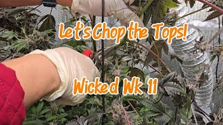 S2:E22 Wicked Wk 11 - Chop The Tops!