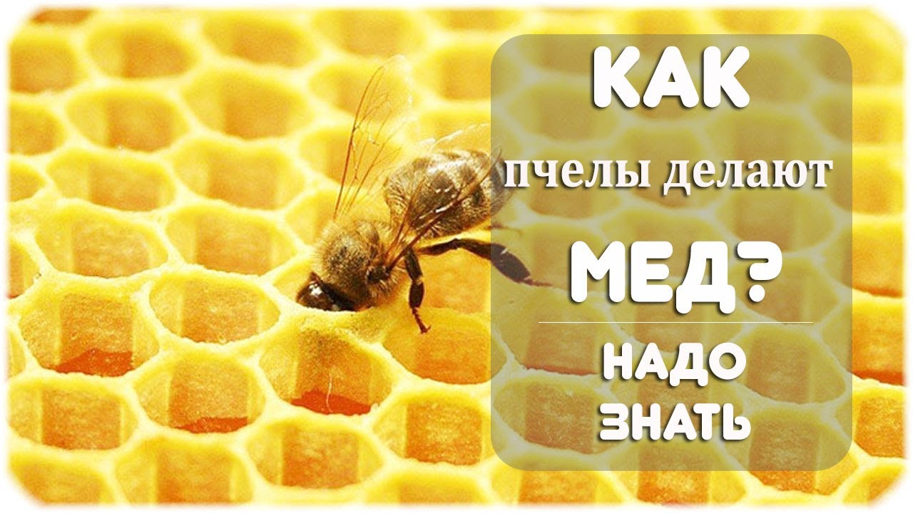 Какие пчелы превращают нектар в мед. Соты меда. Улей соты. Соты в улье. Пчелы и мед.