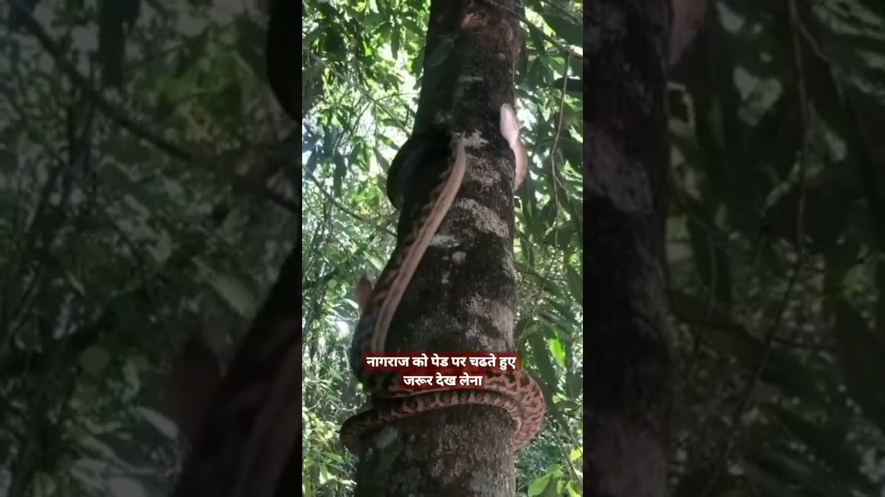 animal short# videos, animal status# animal history 💫💫💫