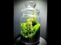 Moss Terrarium  ～2207-1～ コケリウム #shorts #terrarium #苔テラリウム #苔 #moss