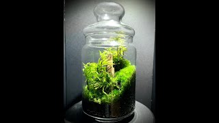 Moss Terrarium  ～2207-1～ コケリウム #shorts #terrarium #苔テラリウム #苔 #moss