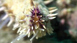 Etoile glaciaire - Marthasterias glacialis - Spiny starfish - Palavas (France)