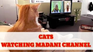 Cats Watching Madani Channel.