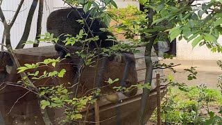 【Wombat】うぉ尻🍑も可愛すぎるユキちゃん🎀のモグモグタイム #五月山動物園 (BGMは羊さん🐏&自作曲です♫)