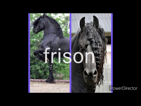 Vidéo: Race De Cheval Frison Hypoallergénique, Santé Et Durée De Vie