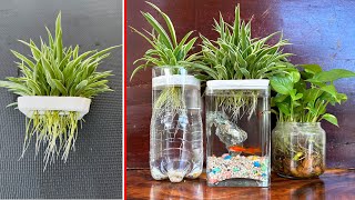 SUPER BEAUTIFUL IDEA Growing Spider Plants in water to develop many roots