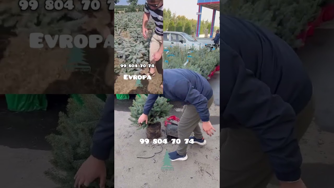 Арчаларимиз сифати