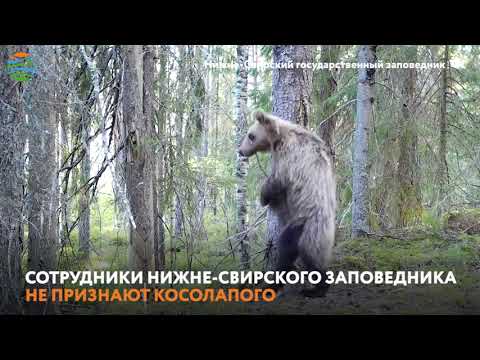 Незнакомый медведь