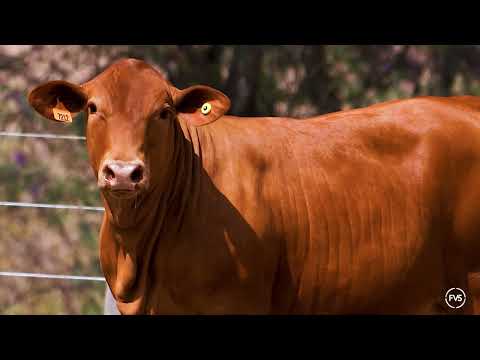 LOTE 80 - GRAMA 7212
