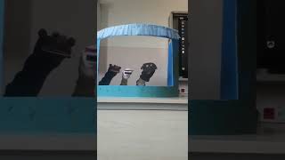 Hüma Hatun Kız Anadolu Imam Hatip Lisesi Şeyma Abay