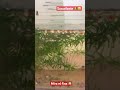 Dando de comer a mi peces GUPPY #shorts #shortvideo #short #viral #viralvideo #fish #fishing #humor