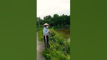 Em gái miền tây đam mê câu cá 😂#shorts
