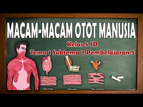 MACAM-MACAM OTOT MANUSIA KELAS 5 TEMA 1 SUBTEMA 2 PEMBELAJARAN 5