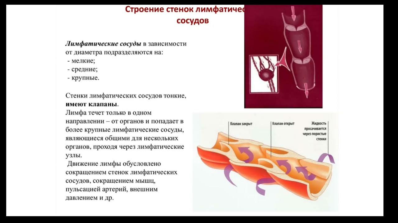 Стенка лимфатического сосуда