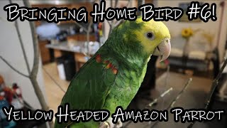 Bringing Home a Yellow Headed Amazon Parrot | This is Bird #6!