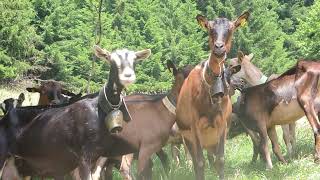 Mountain Goats   a short film