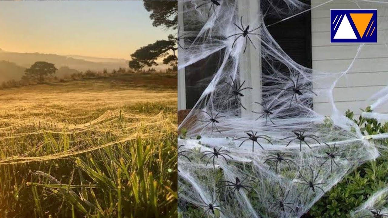 Australia in 'spider apocalypse' as huge webs spotted on roadside