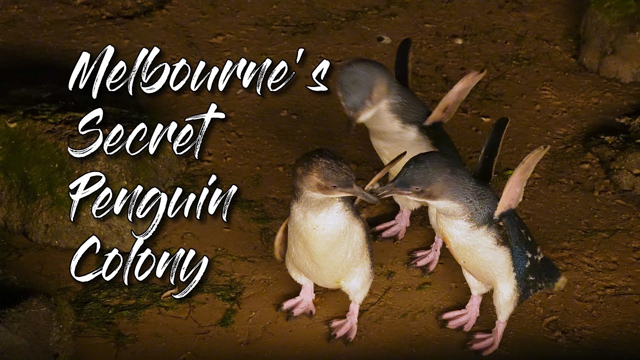 🐧 Секретная колония пингвинов в Мельбурне | Как забронировать бесплатные билеты