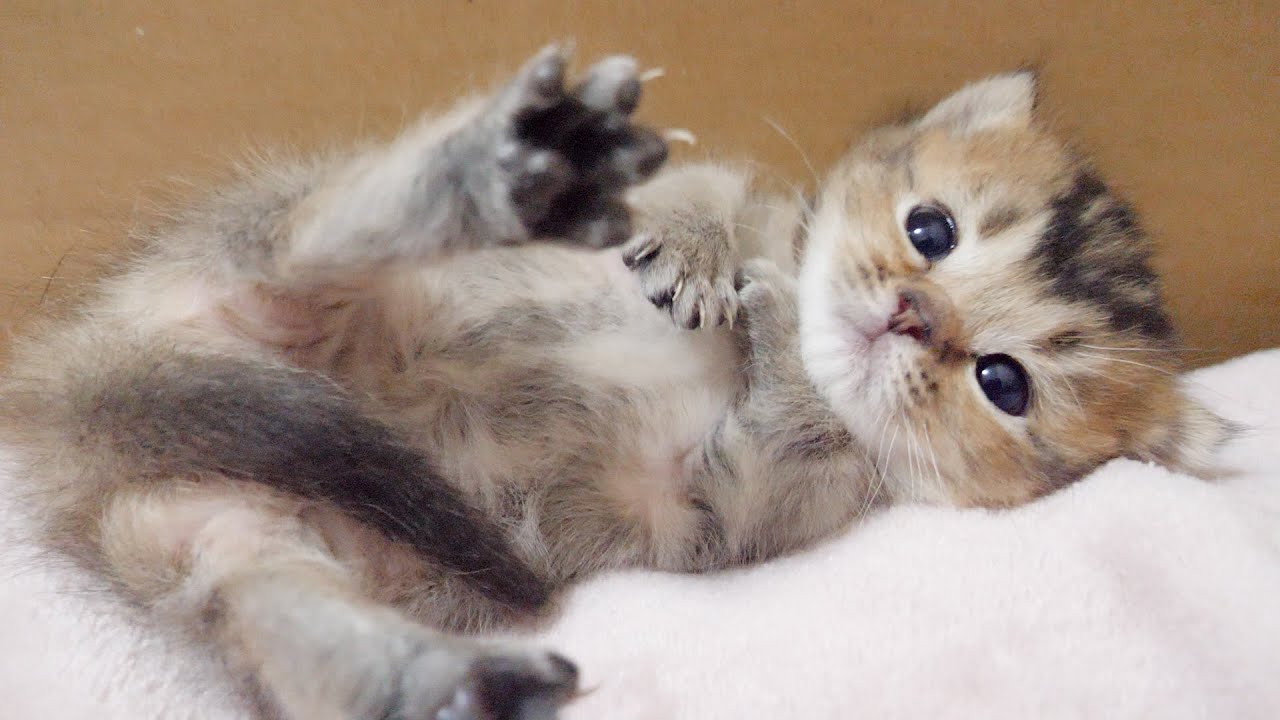 Kitten Kiki is going to bury her face in mother cat's stomach...