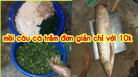 Mồi câu cá trắm cỏ trắm trăng từ củ sắn không tốn 1 xu