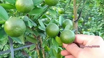 Vườn quất tết 2026 quất thế cây cực chất, giá quất tết năm 2026 tại vườn