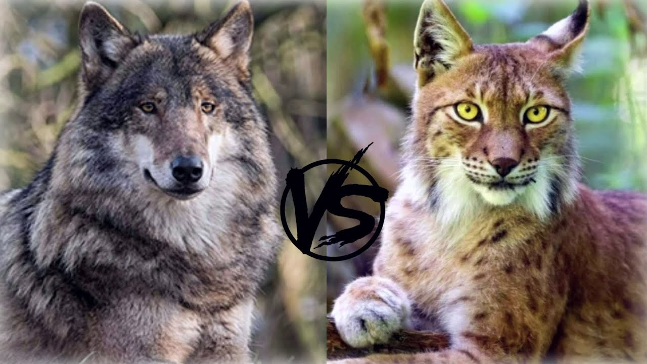 Wolf VS Lynx Which of these predators is stronger? YouTube