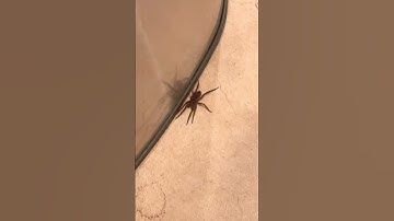 CRAZY Spider 🕷️ #spiderman #scary #funny #shorts