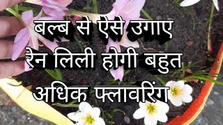 How to grow rainlili plants in a pot##रेनलिली के पौधे  गमले मे कैसे उगाए