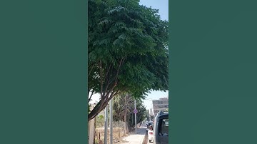 سورة الفاتحة هي شفاء ودواء بإذن الله 🌻🌹