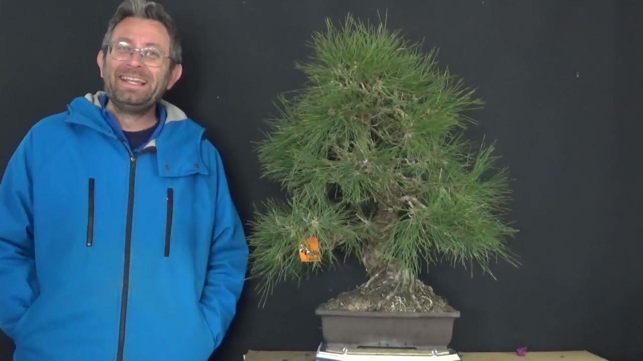 venta arbolitos 16/01/2025