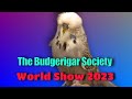 Champion budgerigar show 2023