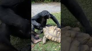 OMG😂 - Monkey vs Tortoise#shorts