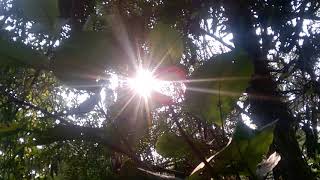 Sun light in inside the forest
