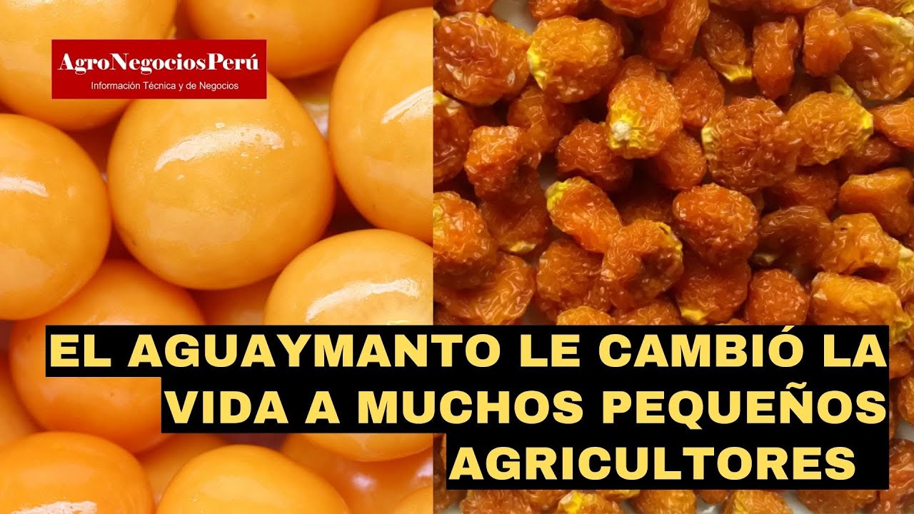 Perú, líder en exportación de aguaymanto deshidratado orgánico de la región