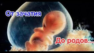 От зачатия до родов: 9 месяцев развития младенца в...