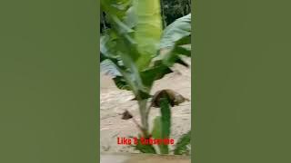 Srigading Banjir Lagi Part2