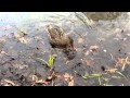 Duck vlog