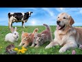 🐱🌿 Big World, Tiny Meows! 🐾 Kitten’s Epic Backyard Journey with a Giant Cow & Dog
