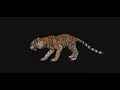 Tiger | Maya | Texture | Substance Painter | Game Assets | Rigging | Unity | Unreal | Rendering