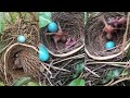 Brood Parasite - Birds kill their own families-Cuckoo chick [ Review Bird Nest ]